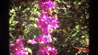 Singapore (1984): Hanging Purple Flowers With Yellow Centers And Zooms In Towards
