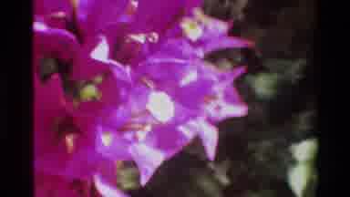 Singapore (1984): Bright Beautiful Blooming Flowers In The Daylight On A Summer