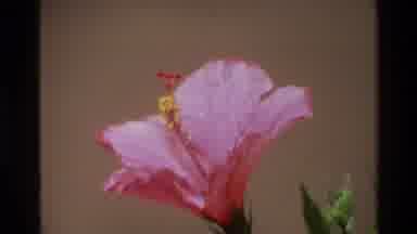 Singapore (1984): Close Up Shots Of Pink Flower Including Yellow Pollen Stalks