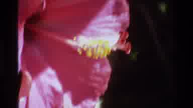 Singapore (1984): Shaky Flower Buds Bright Moving Yellow Inside Pink