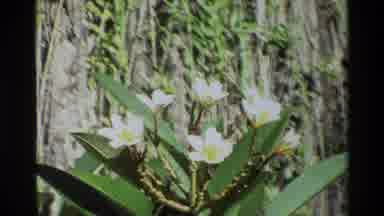 Singapore (1984): Close Up Shot Of Flowers With White Petals And Yellow Center