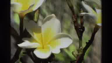 Singapore (1984): Flowers Are Beautiful White And Yellow