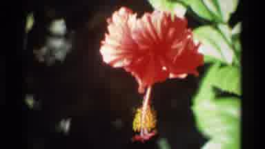 Singapore (1984): Close Up Of A Red And Yellow Flower In Foreground With Bush In