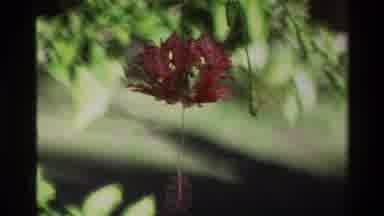Singapore (1984): The Red Flower Was So Beautiful In That Tree