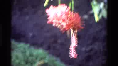 Singapore (1984): Pink Flowers Blooming While Yellow Flowers Blow In Wind