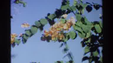 Singapore (1984): Beautiful And Windy Summer Afternoon With Flower Blooming In The