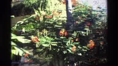 Singapore (1984): Green Nature With Red Flower