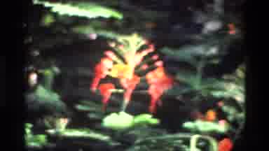 Singapore (1984): Old Video Of A Beautiful Red Flower In The Wilderness