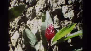 Singapore (1984): A Blooming Flower With Green Leaves In Dirt Soil Around It