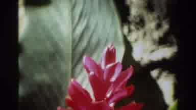 Singapore (1984): Interesting Relaxing Soothing Colorful Lovely