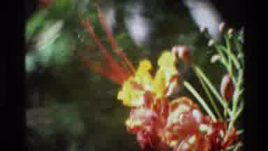 Singapore-1984: Red Flowers Blooming In Green Garden On A Bright Sunny Day