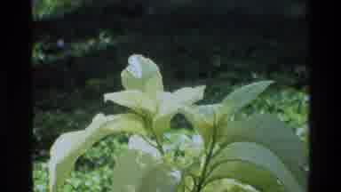 Singapore (1984): Plants And Flowers On Bright Sunny Day