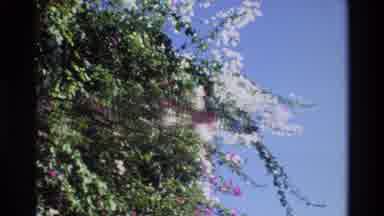 Singapore (1984): A Picture Of Flowers On A Tree That Are Pink And White
