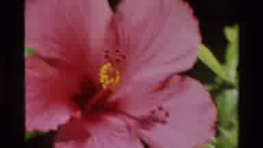 Singapore (1984): A Pink Flower Blossom Sways In The Wind On A Sunny Day And Has