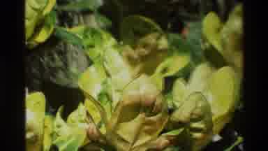 Singapore (1984): A Camera Shut In A Tree And Plant Leaf Show Plant