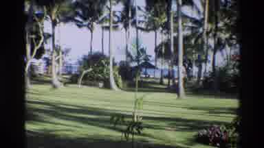 SINGAPORE-1984: Park With Many Coconut Trees In A Place With Lots Of Grass And