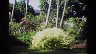 Singapore (1984): White And Cream Colored Poinsettias And Tall Trees In The