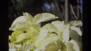 Singapore (1984): Footage Of Man Watering What Seems To Be Lettuce With Large Hose