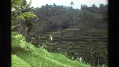 Singapore (1984): The Nature Was So Amazing So Many Grasses And Trees Are There It