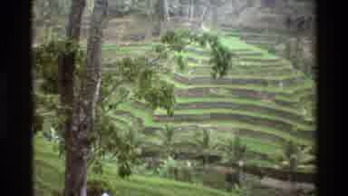 Singapore (1984): A View Of An Unique Rainforest