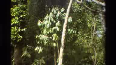 Singapore (1984): Scene Showing A Tree Then Zooming In On The Flower