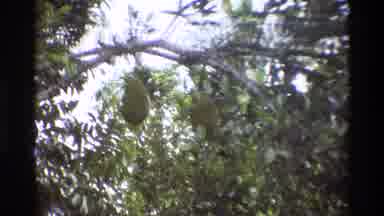 Singapore (1984): Tropical Setting With Palm Trees And Hanging Nests