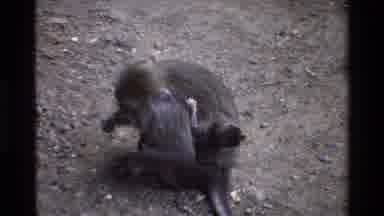 Singapore (1984): Mother And Baby Monkey Feeding On The Ground Baby Clinging Onto