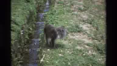 Singapore (1984): Monkey Grazing In Zoo Other Animal In Background