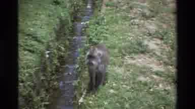 Singapore (1984): Goofy Looking Monkey With Big Rabbit Teeth Looking Around A