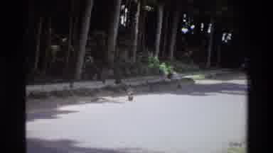 Singapore (1984): Camera Zooms In On A A Large Monkey Who Is Sitting By Itself On