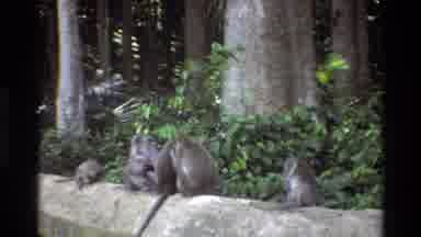 Singapore (1984): Monkeys Grooming Each Other At A Local Natural Habitat During