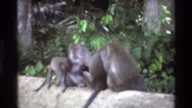 Singapore (1984): Preserve Footage Archived Of Monkey's At Sangeh Nature And