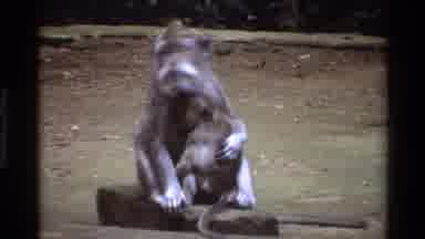Singapore (1984): Monkeys Chilling In The Wild