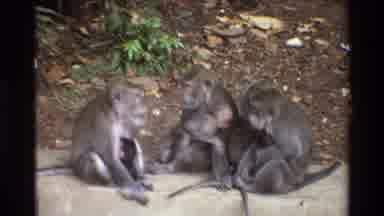 Singapore (1984): Cute Family Of Monkeys Playing Together On The Concrete