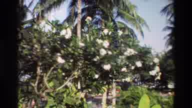 Singapore (1984): Light-Colored Flowers Bloom From A Mature Tree In A Tropical