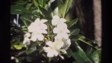 Singapore (1984): At A Beautiful Lush Colorful Flower Garden During A Windy Sunny