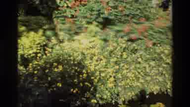 Singapore (1984): Large And Green Bushes Are Shown With Their Flowers In Full