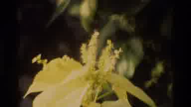 Singapore (1984): Shot Of A Close Up Of A Plant Then Transition To Large Amounts