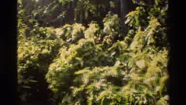 Singapore (1984): Beautiful Thick Green Floral Growth In The Day Time Sun