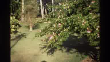 Singapore (1984): Close Up Of Flowers In A Garden