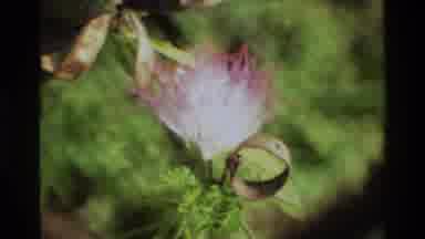 Singapore (1984): Footage Of Flowers Up Close And Panning Shot Of Larger Plant In