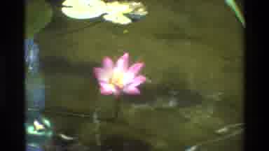 Singapore (1984): Nature Scenery Of A Specie Of White Flower Followed By Scene Of