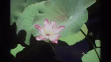 Singapore (1984): Different Kind Of Coloured Flowers Are Shown
