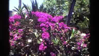 Singapore (1984): Beautiful Garden Has Pretty Purple Colored Flowers And A Green