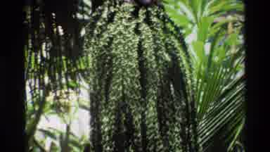 Singapore (1984): Zooming In On A Handing Plant In A Jungle Setting