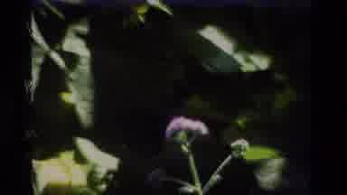 Hong Kong-1984: Flower And Butterfly Near Building During Day