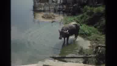 Hong Kong (1984): The Buffalo Drank Water In The Pond