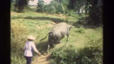 Hong Kong (1984): Man Is Seeing An Ox In The Pasture Later Has A Very Beautiful