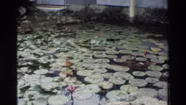 Hong Kong (1984): Pond With Lily Pads Then People Walking In Front Of Asian
