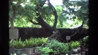 Hong Kong (1984): Planting Ornamental Plants For Gardens And People Interested In